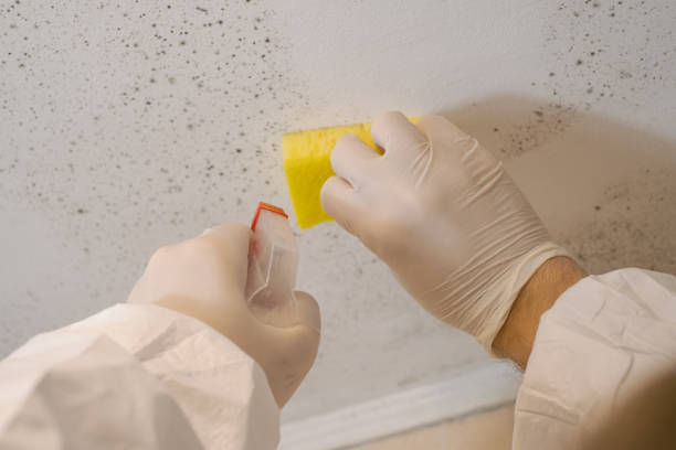 Best Comprehensive Air Testing for Mold Contaminants  in Boaz, WV