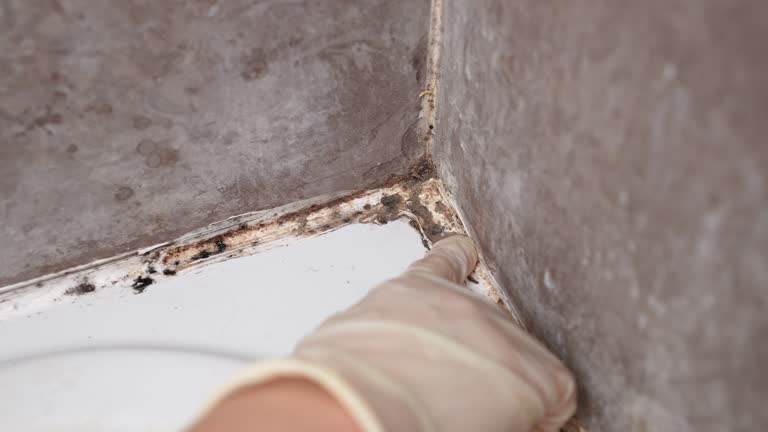 Best Black Mold Removal  in Boaz, WV