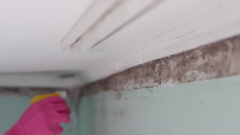Best Airborne Mold Testing  in Boaz, WV