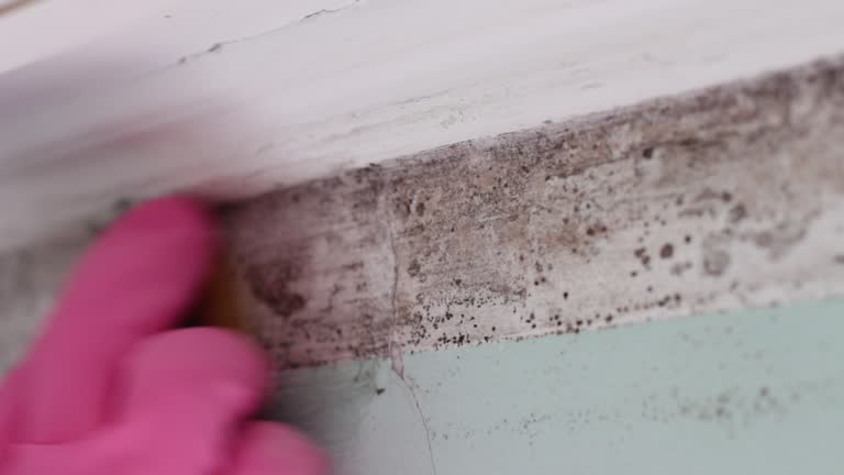 Forensic Mold Investigation in Boaz, WV